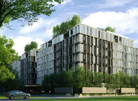 ไซมิส จอยญ่า (Siamese Gioia)